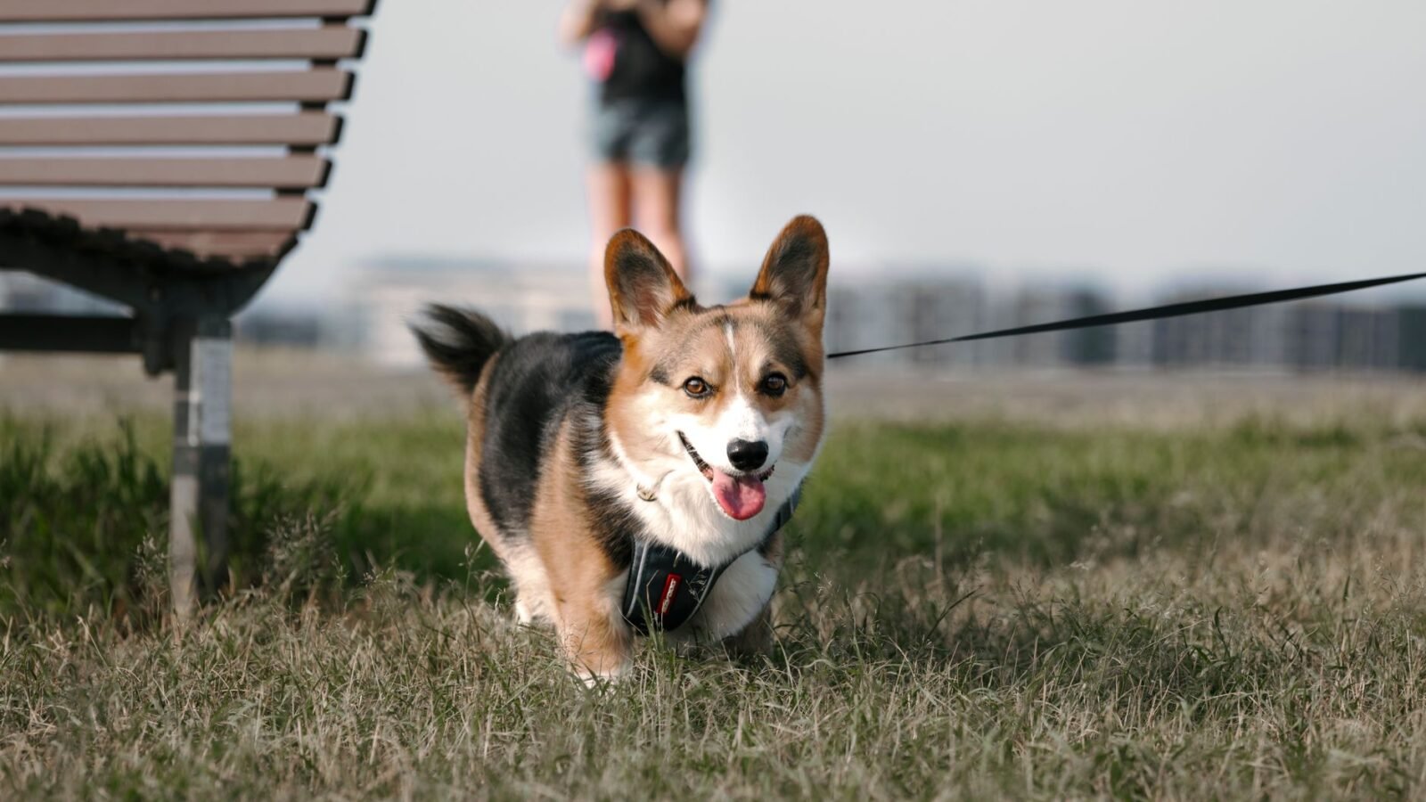 'European capital of corgis' hosts 150 dogs in international competition