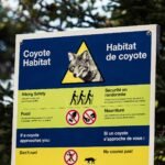 Coyote Killed in Cape Breton Highlands National Park Amid Ongoing Closures