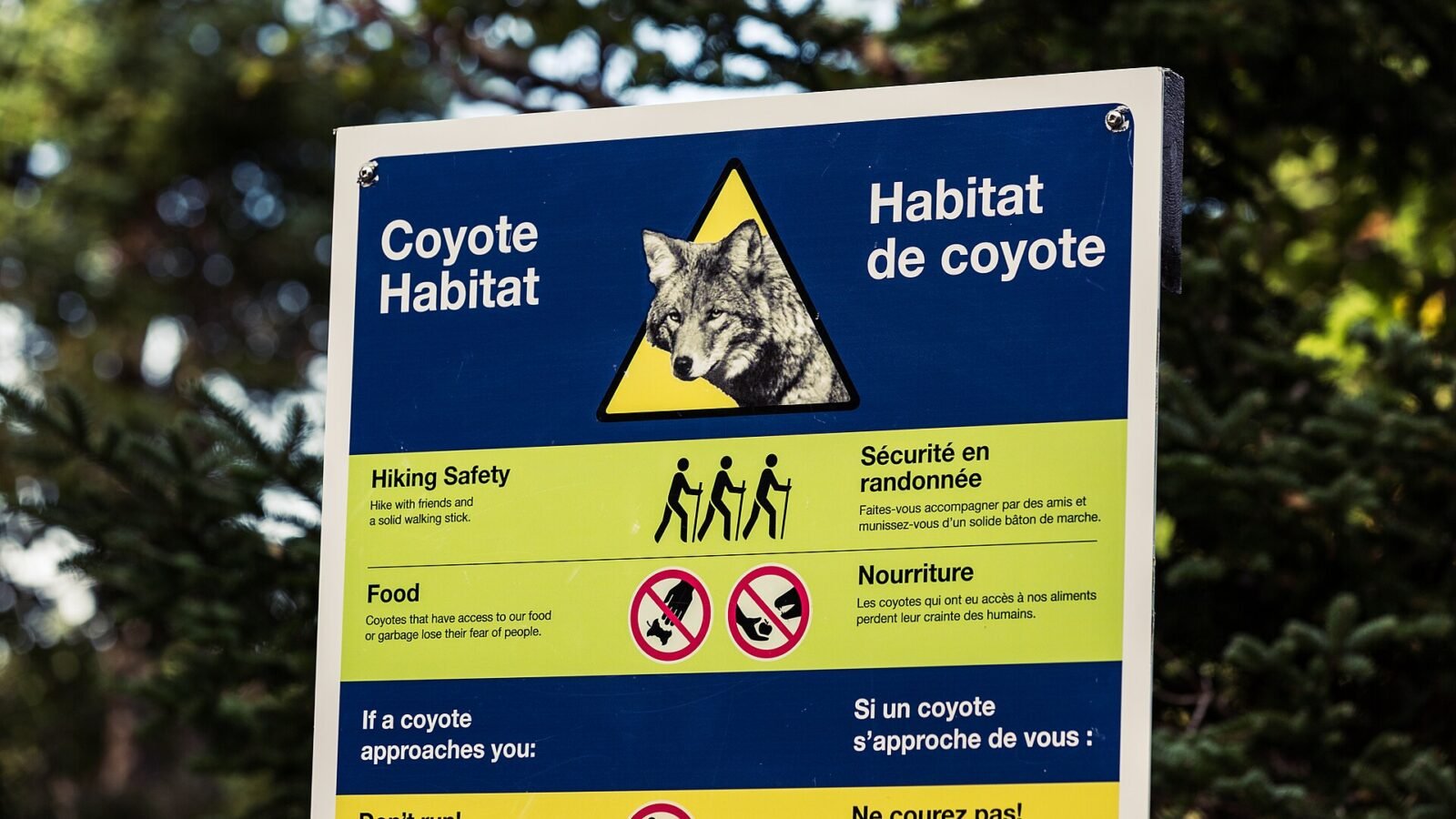 Coyote Killed in Cape Breton Highlands National Park Amid Ongoing Closures