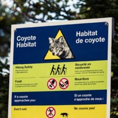 Coyote Killed in Cape Breton Highlands National Park Amid Ongoing Closures