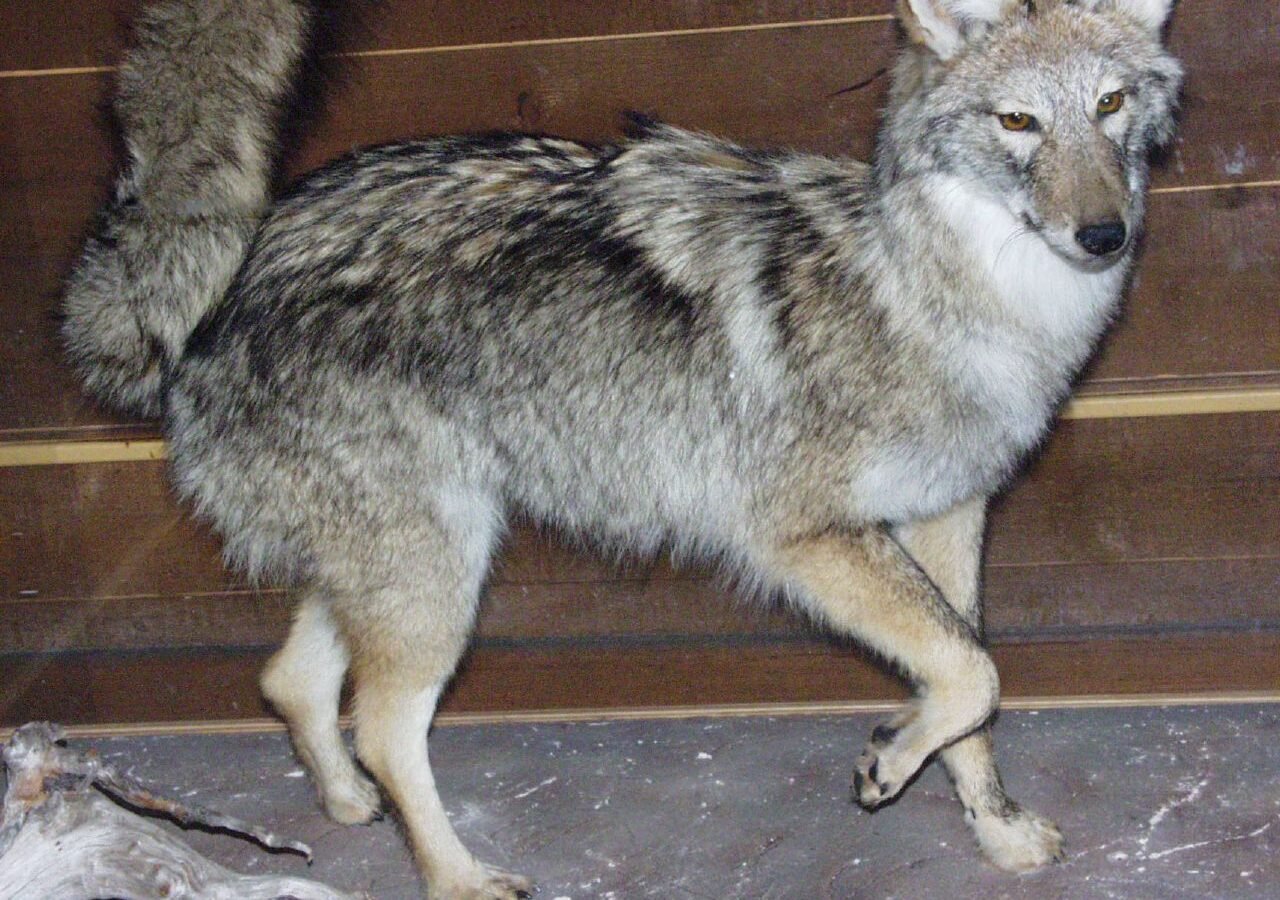 Coyote Killed in Cape Breton Highlands National Park Amid Ongoing Closures