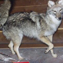 Coyote Killed in Cape Breton Highlands National Park Amid Ongoing Closures
