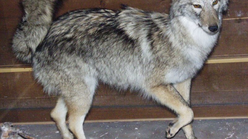 Coyote Killed in Cape Breton Highlands National Park Amid Ongoing Closures
