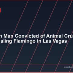 Canadian Man Convicted of Animal Cruelty After Stealing Flamingo in Las Vegas