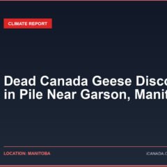 Dead Canada Geese Discovered in Pile Near Garson, Manitoba