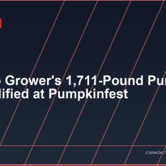 Ontario Grower's 1,711-Pound Pumpkin Disqualified at Pumpkinfest
