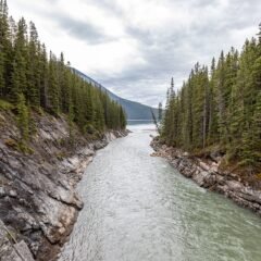 Alberta Investigates Multiple Grizzly Bear Poaching Incidents