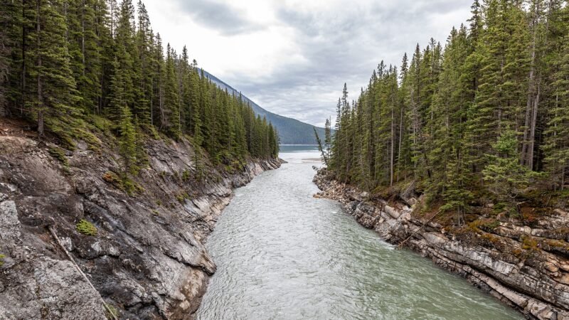 Alberta Investigates Multiple Grizzly Bear Poaching Incidents