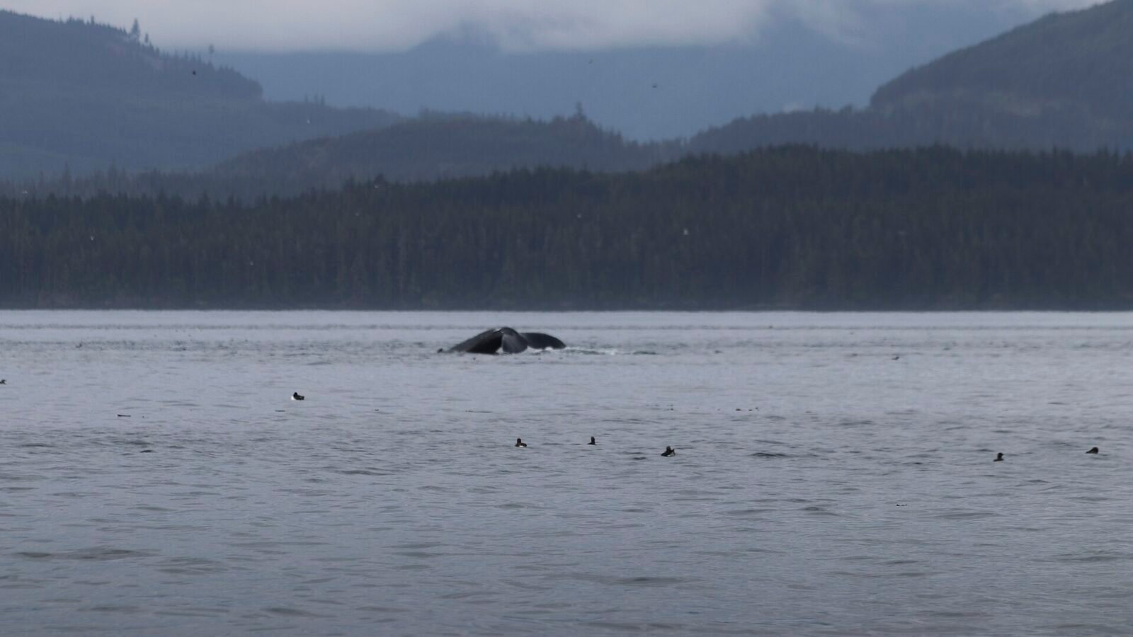 Dead Humpback Whale Discovered Near B.C. Ferries Collision Site