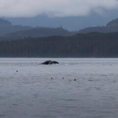 Dead Humpback Whale Discovered Near B.C. Ferries Collision Site
