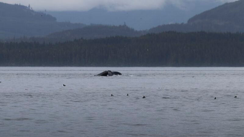 Dead Humpback Whale Discovered Near B.C. Ferries Collision Site