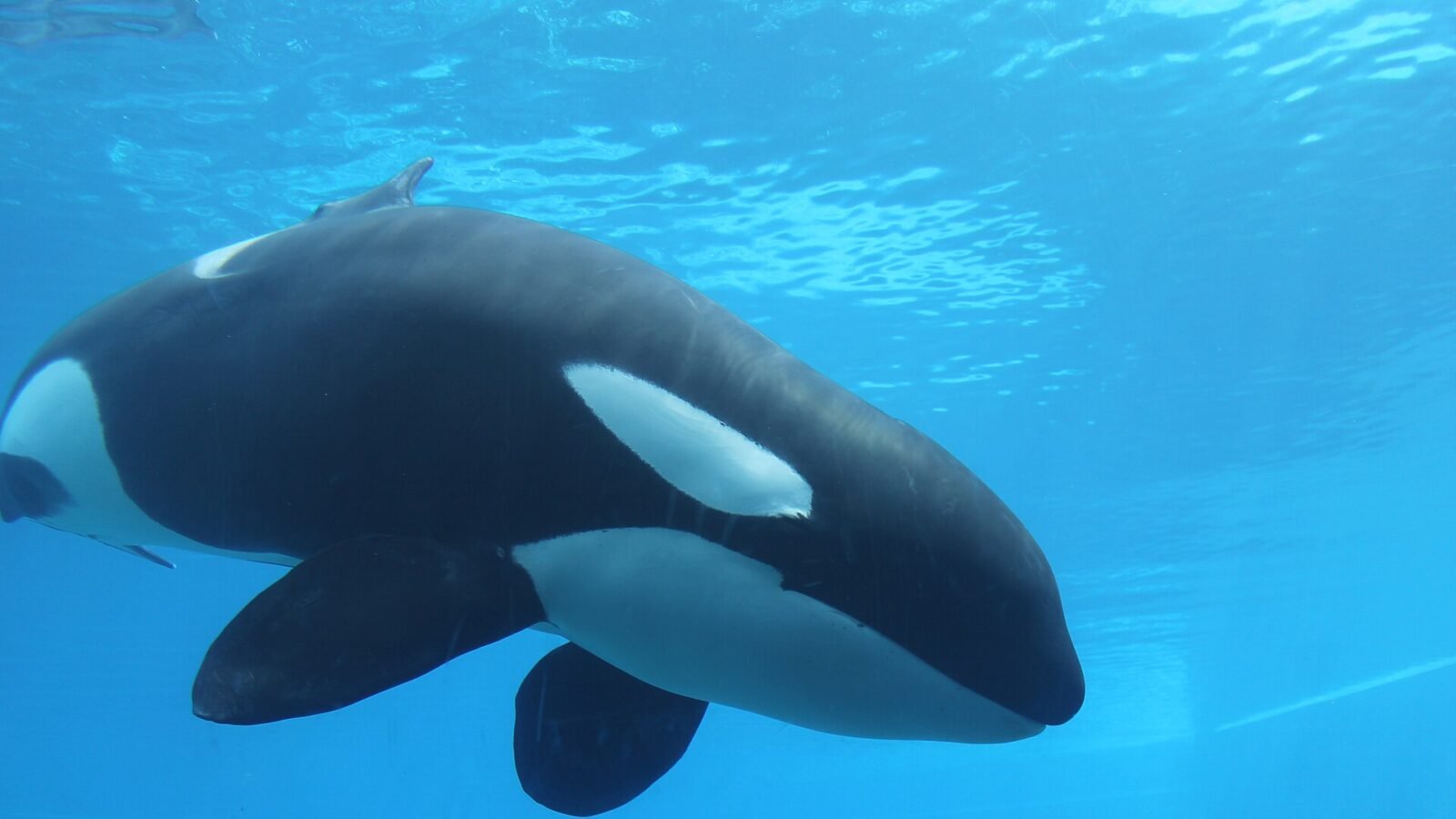 Former Marineland Beluga Whale Passes Away at California Theme Park