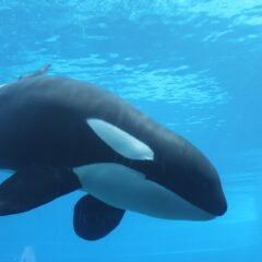 Former Marineland Beluga Whale Passes Away at California Theme Park