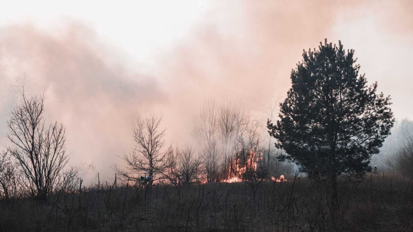 Illegal Campfire Suspected in Banff's Tunnel Mountain Wildfire