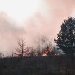 Illegal Campfire Suspected in Banff's Tunnel Mountain Wildfire